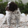 Roi il nostro cucciolo di lagotto nato il 25 aprile