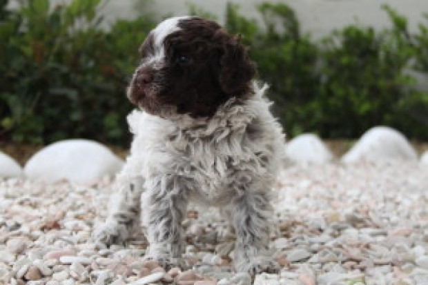 Roi il nostro cucciolo di lagotto nato il 25 aprile